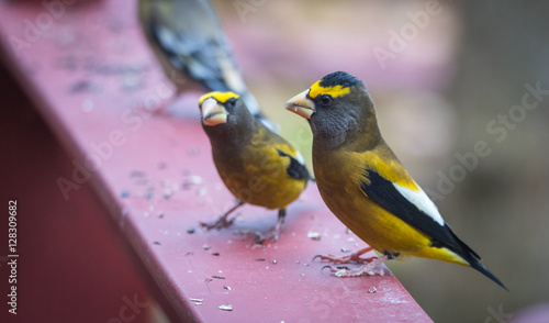 Yellow branded Evening Grosbeaks (Coccothraustes vespertinus)  on a deck having seed lunch. Heavyset finch in northern coniferous forests, adds splash of color to winter bird feeders every few years. © valleyboi63