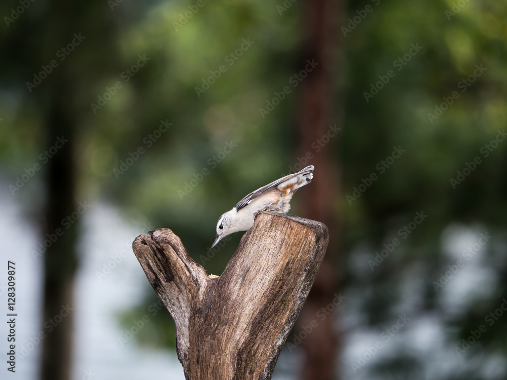 White-breasted Nuthatch feeding on nuts White-breasted Nuthatch feeding on nuts