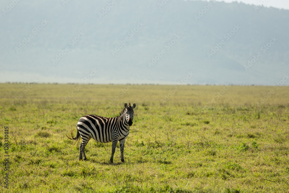 Naklejka premium Gorgeous zebra in National Parc, Africa 