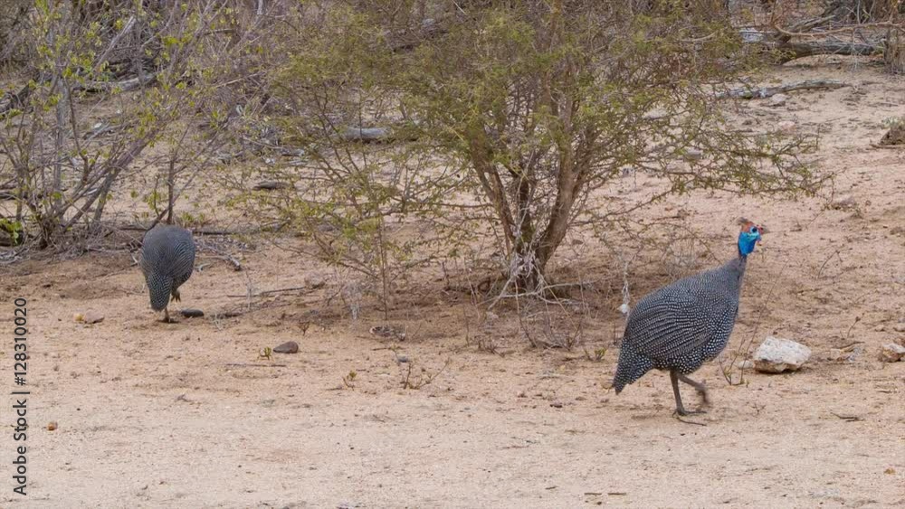 Guinea Fowl with Blue Heads and Spotted Bodies in their Natural African Bushveld Habitat on Dry Ground inside Kruger National Park Guinea Fowl with Blue Heads and Spotted Bodies in their Natural African Bushveld Habitat on Dry Ground inside Kruger National Park