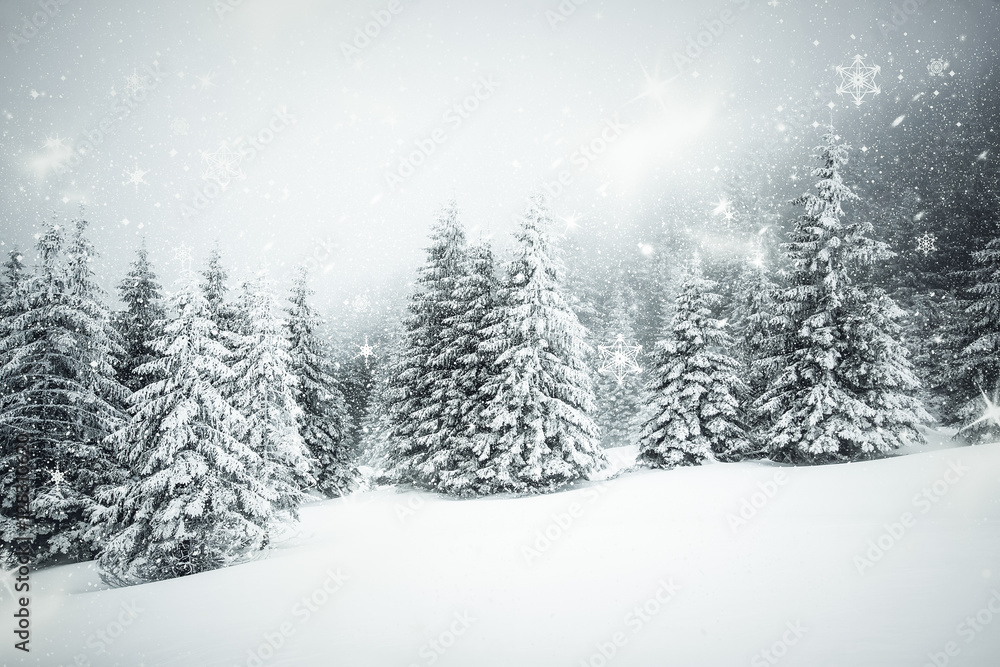 Christmas background with snowy fir trees Christmas background with snowy fir trees