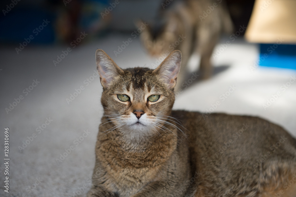 Cats Cats