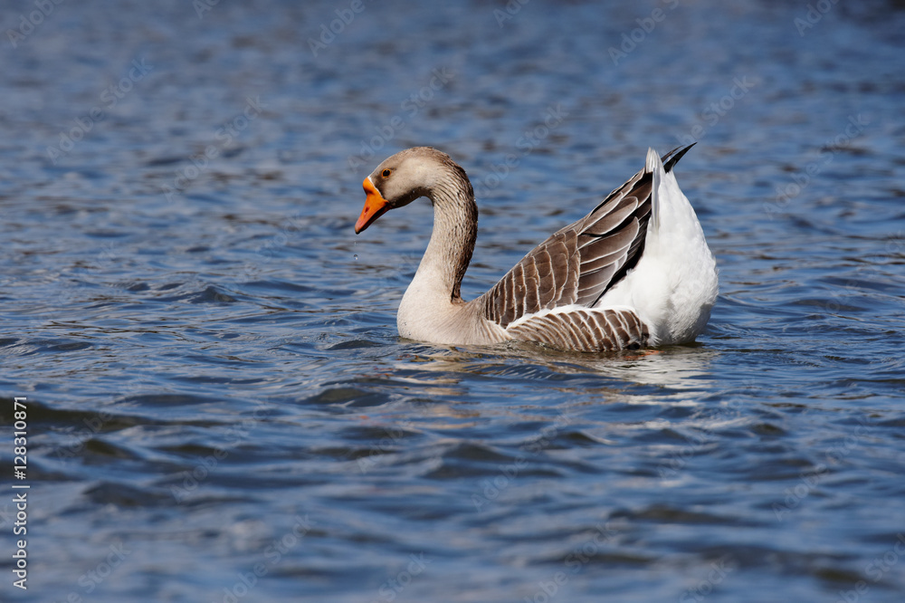 Domestic Goose, Cross Goose, Swan Goose and Greylag Goose hybrid Domestic Goose, Cross Goose, Swan Goose and Greylag Goose hybrid
