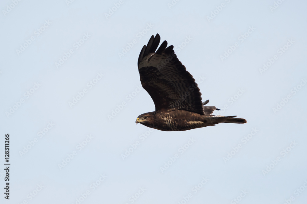 Fototapeta premium Common Buzzard, Buteo buteo