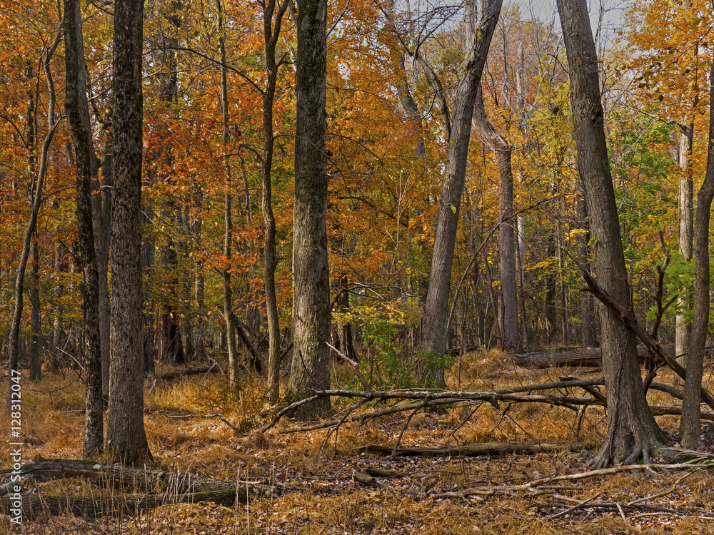 Obraz premium Autumn in the Woods-James McFaul Environmental Center