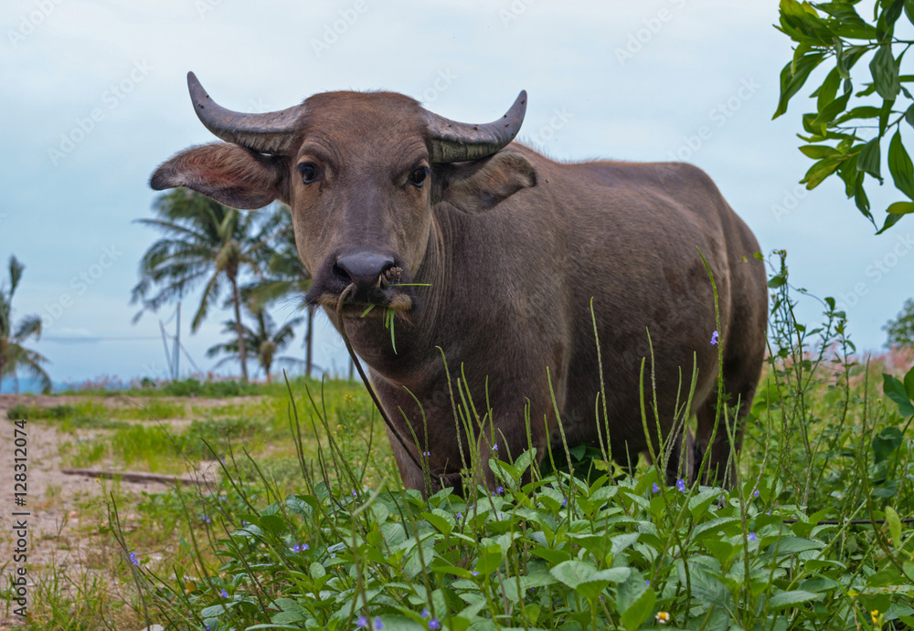 Thai buffalo