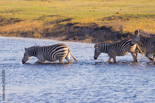 Zebras crossing Chobe river. Glowing warm sunset light. Wildlife Safari in the african national parks and wildlife reserves.