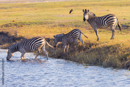 Zebras crossing Chobe river. Glowing warm sunset light. Wildlife Safari in the african national parks and wildlife reserves.