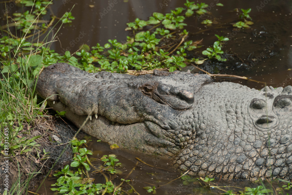 Fototapeta premium crocodile partially submerged in water