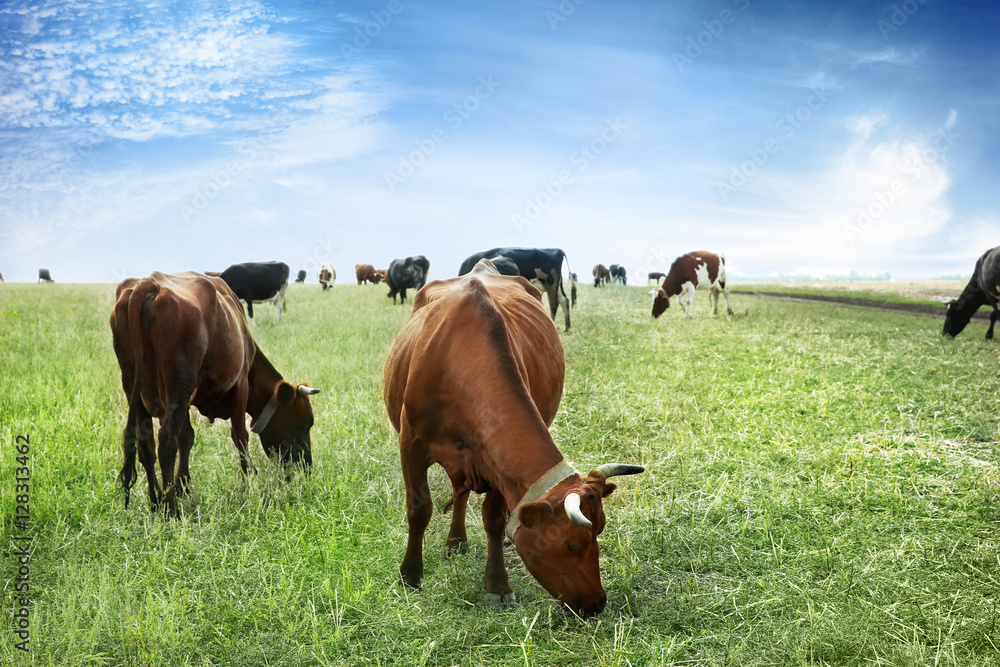 Cows grazing on farm