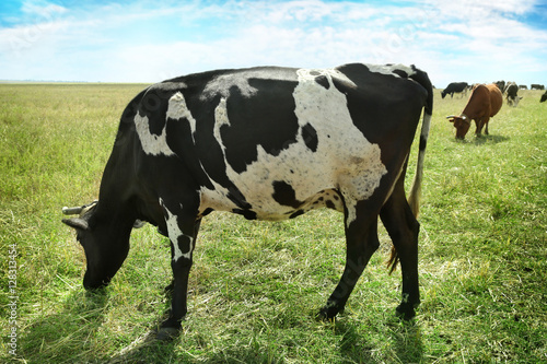 Cow grazing on farm