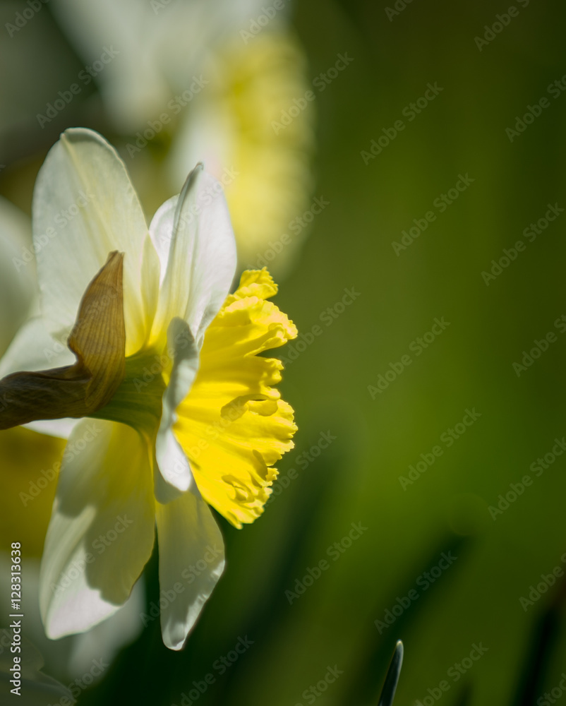 Fototapeta premium Daffodils