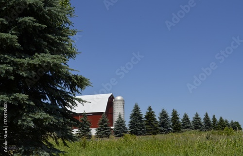 Iconic red barn with a row of mature evergreen trees on a sunny summer day. photo