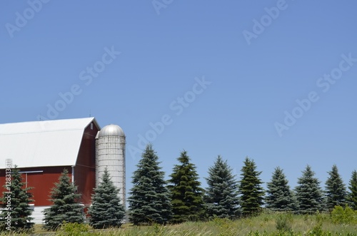 Iconic red barn with a row of mature evergreen trees on a sunny summer day. photo