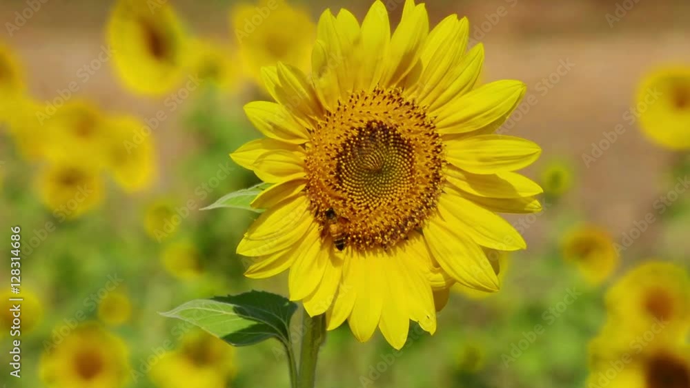 Sunflowers On The Field Sunflowers On The Field
