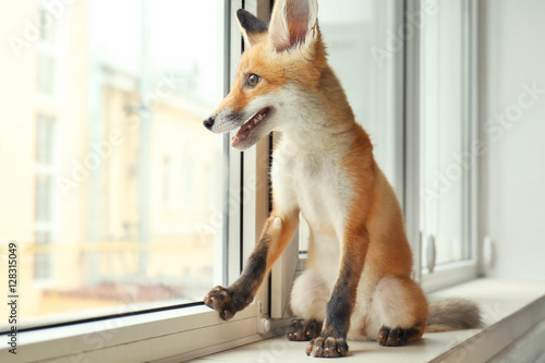 Little fox cub sitting on windowsill