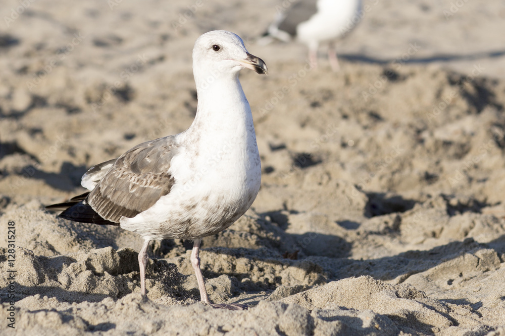 The bird is on the beach. Portrait of large gull is on the background of the sandy beach. The bird is on the beach. Portrait of large gull is on the background of the sandy beach.