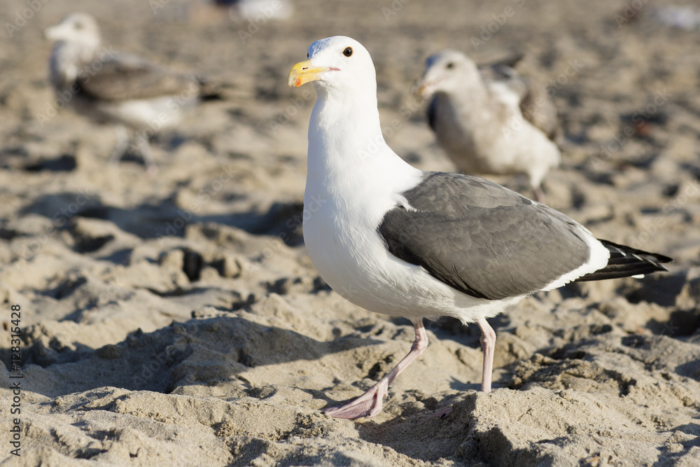 The bird is on the beach. Portrait of large gull is on the background of the sandy beach. The bird is on the beach. Portrait of large gull is on the background of the sandy beach.