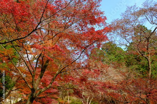 綺麗な色に色づく境内の紅葉