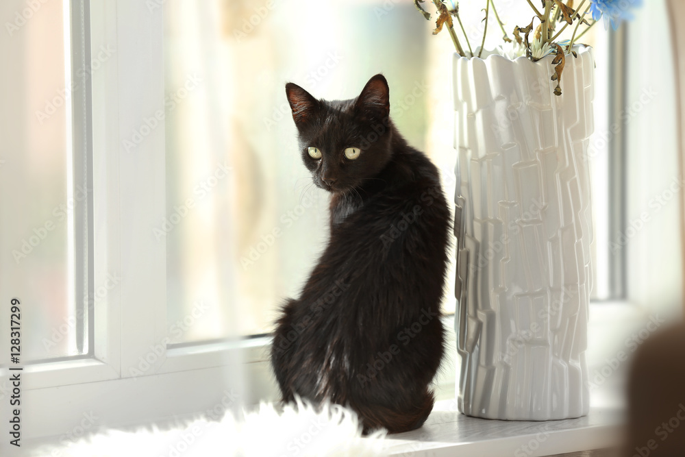 Cat on top window sill