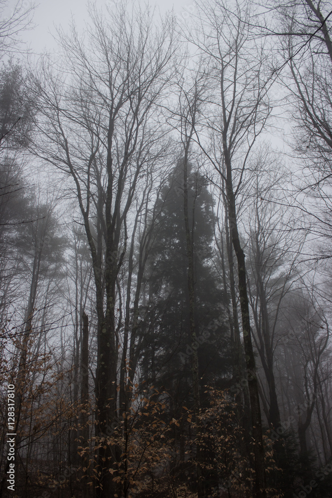 Foggy Forest on Overcast Day