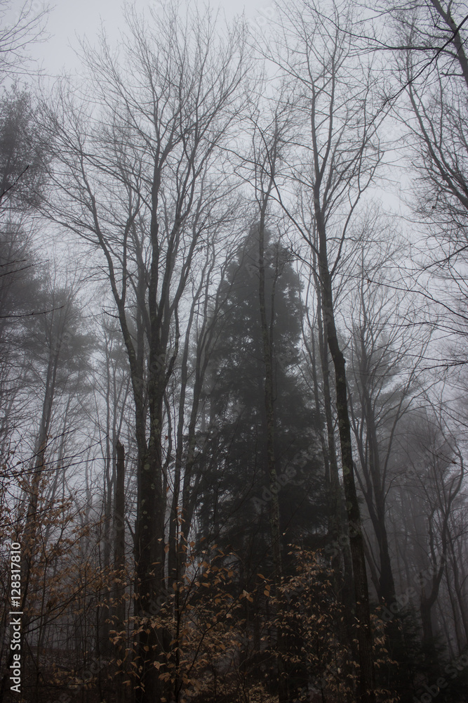 Foggy Forest on Overcast Day Foggy Forest on Overcast Day