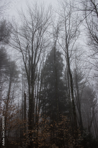 Foggy Forest on Overcast Day