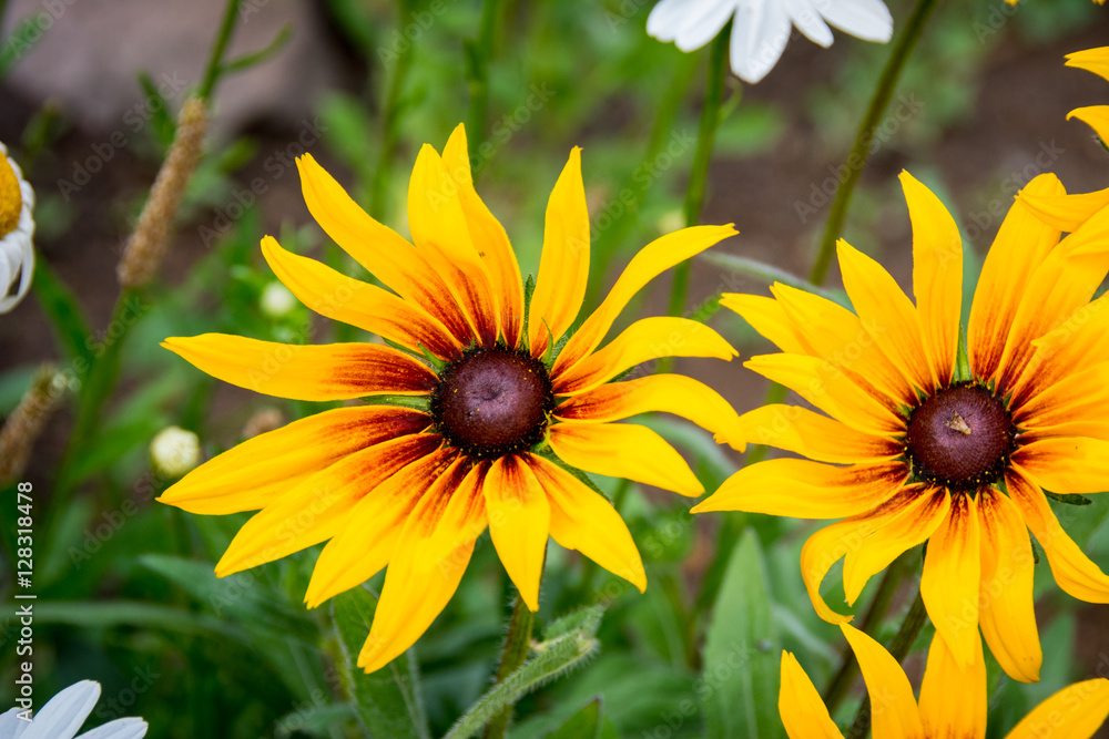 Obraz premium Flowers