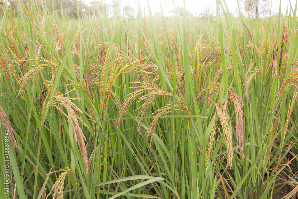 Fototapeta premium Paddy field with sunrise in Buriram, Thailand