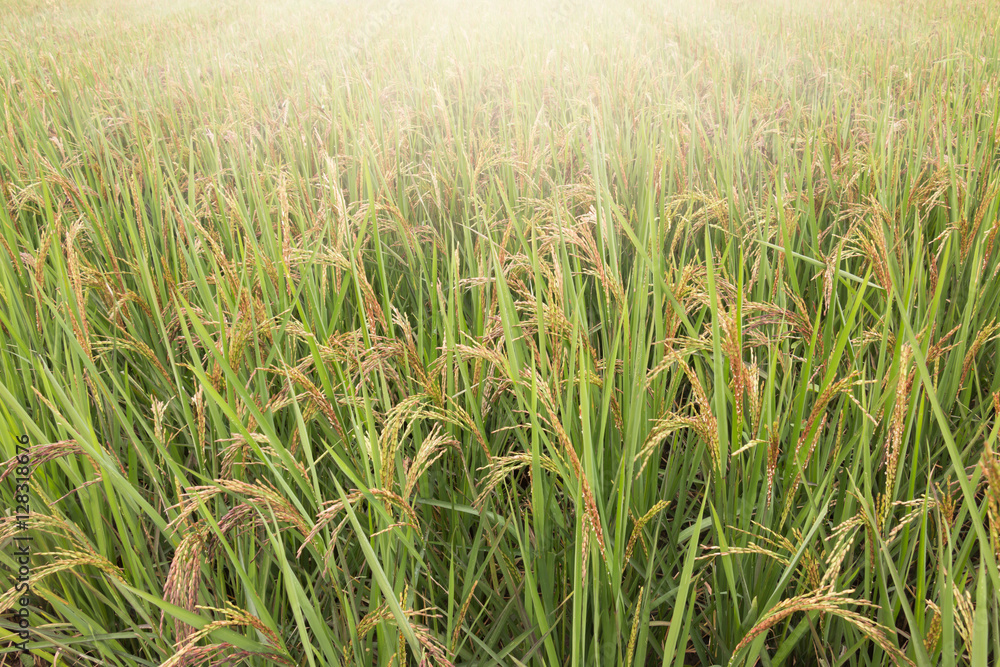 Paddy field with sunrise in Buriram, Thailand Paddy field with sunrise in Buriram, Thailand