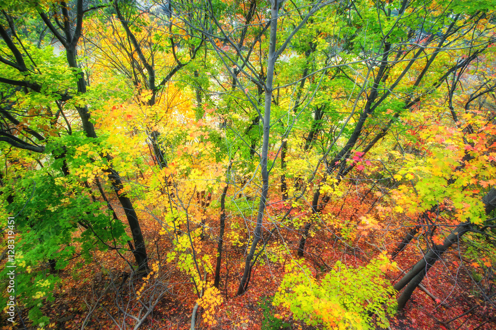 Beautiful colorful Autumn leaves in Rochester City of New York.,