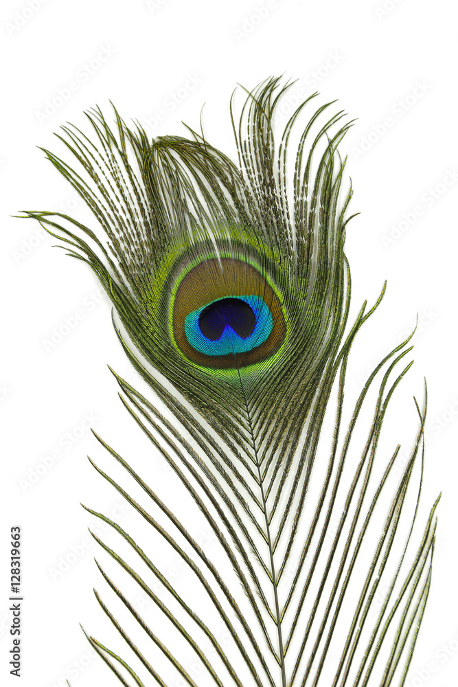 Obraz premium peacock feather on white background