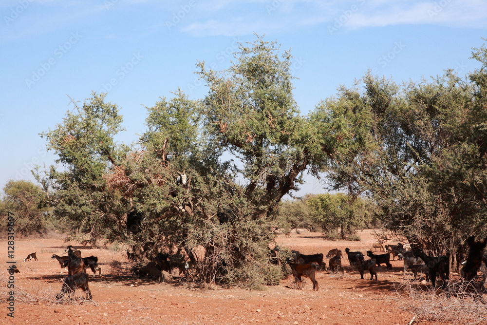 Argan and goats in Morocco