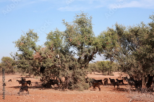 Argan and goats in Morocco