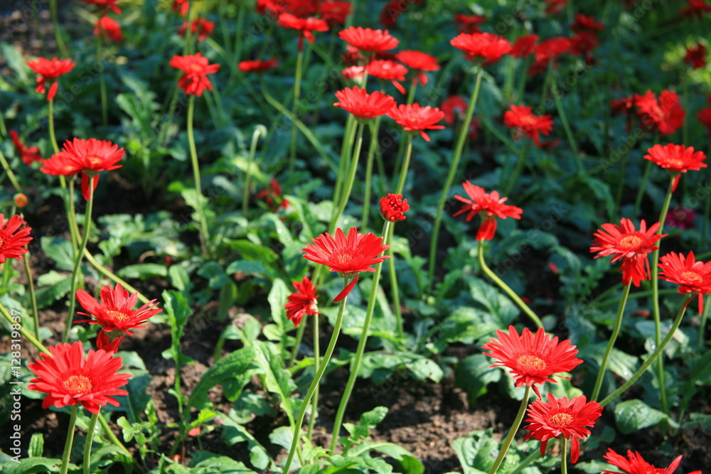 Red Flower garden