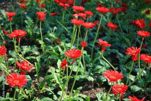 Red Flower garden
