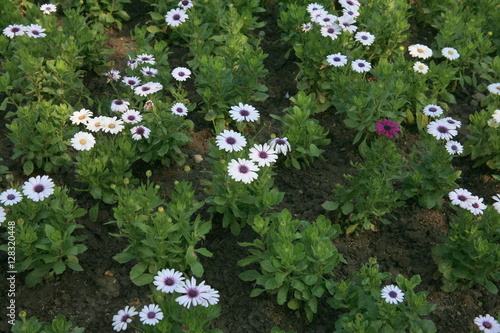 
White  Flower garden
