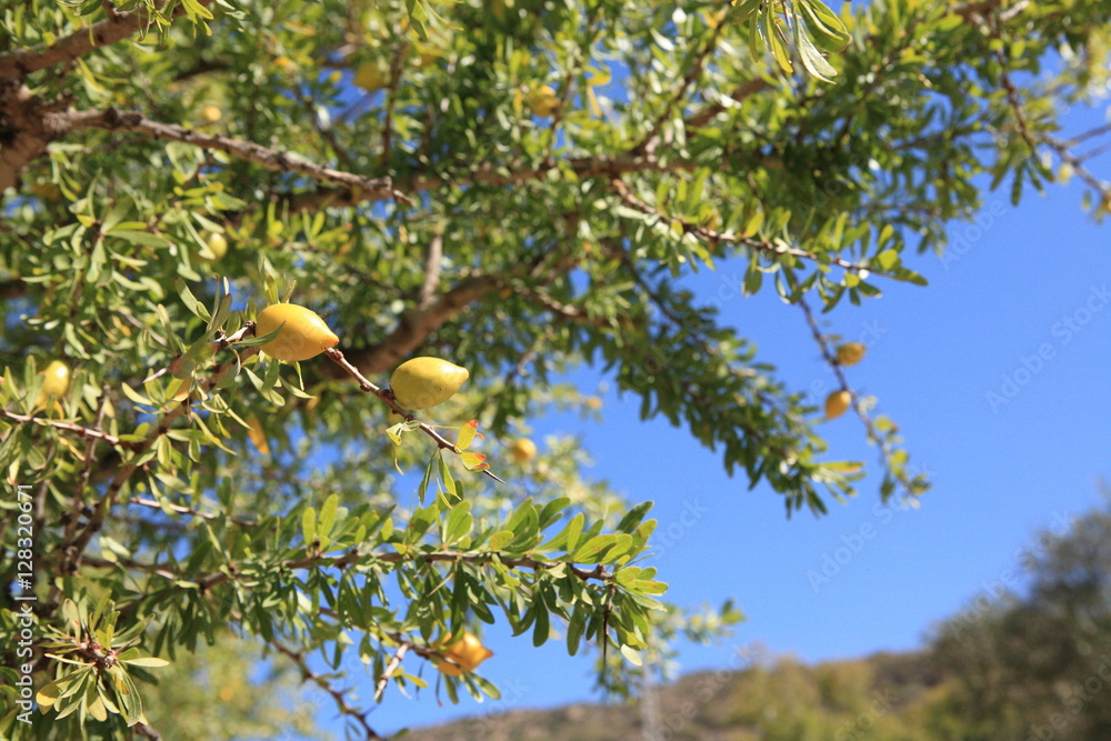 Argan tree in Morocco Argan tree in Morocco