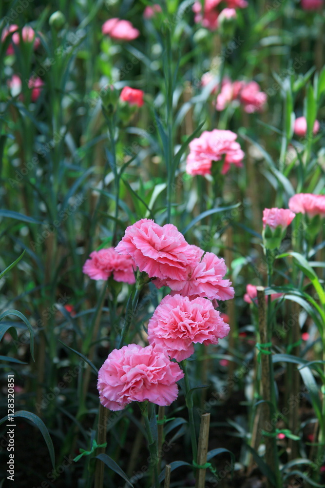 Fototapeta premium Pink carnations garden