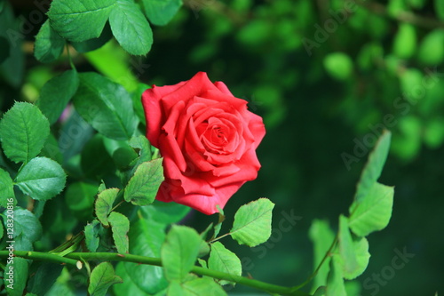 Red rose garden