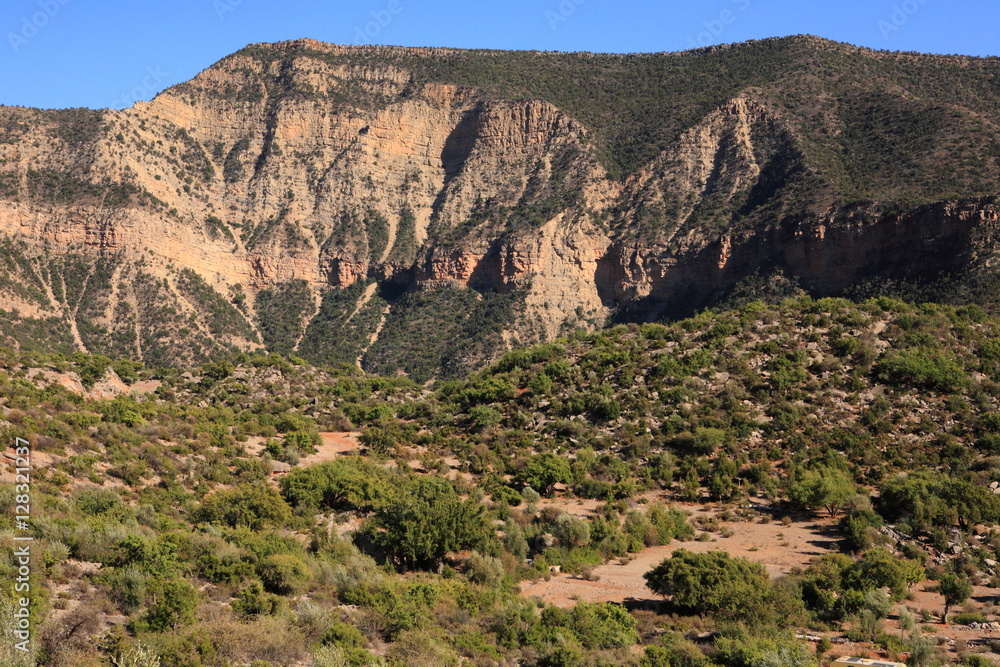 Argan forest in Morocco