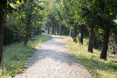 Tree, path, road, lane photo