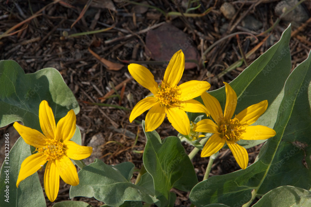 Obraz premium Flowers
