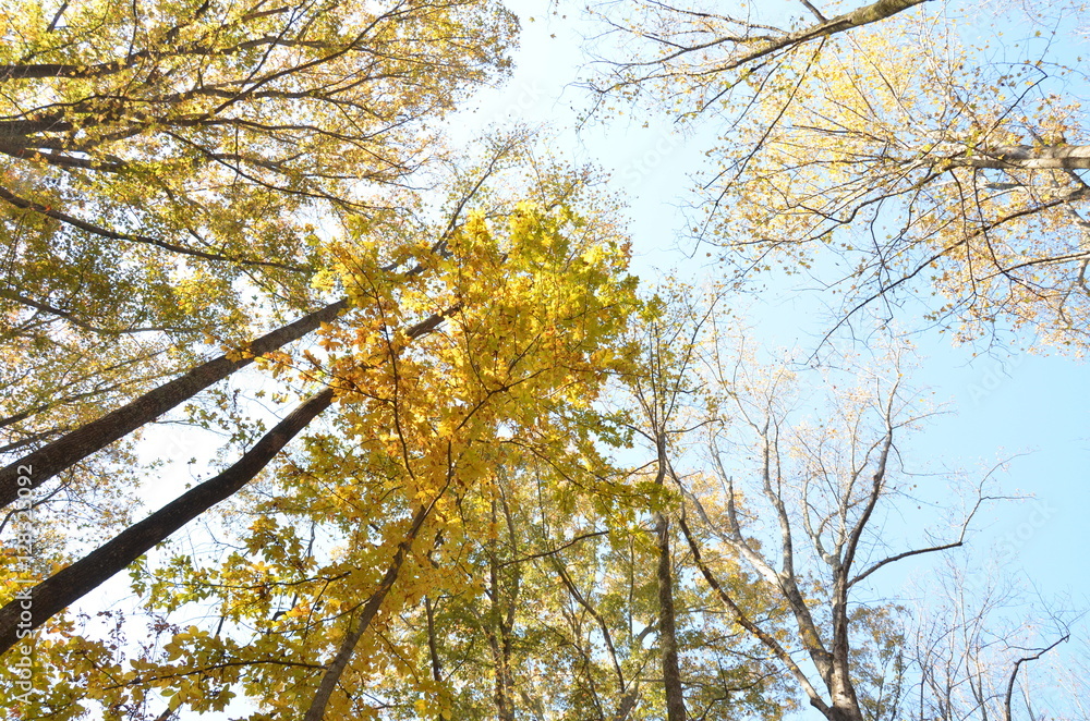 Fototapeta premium Fall foliage forest canopy bright yellow leaves with blue sky