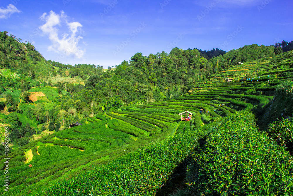 tea farm on the high mountain