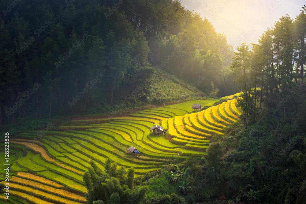 Sunrise and Beautiful nature rice fields on terraced of Vietnam. Rice ...