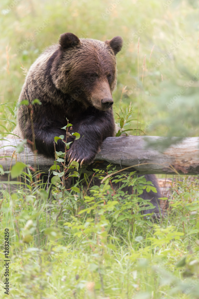 Fototapeta premium Wild Grizzly Bear in Banff National Park in the Canadian Rocky Mountains
