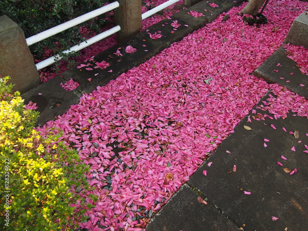 山茶花の花絨毯 サザンカ 典型的な日本を代表する冬の花 椿が花で落ちるのに対しサザンカは花びらで落ちる 風の強かった翌朝だけに見られる光景 Stock Foto Adobe Stock 山茶花の花絨毯 サザンカ 典型的な日本を代表する冬の花 椿が花で落ちるのに対しサザンカは花びらで落ちる 風の強かった翌朝だけに見られる光景 Stock Foto Adobe Stock