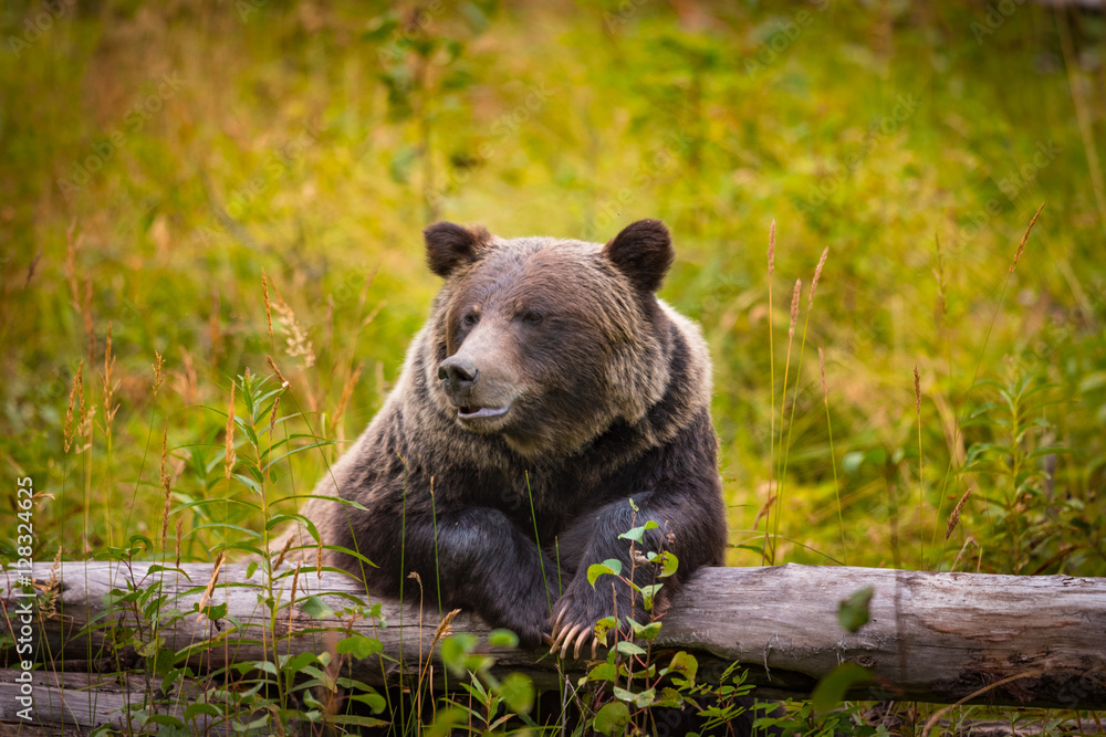 Obraz premium Wild Grizzly Bear in Banff National Park in the Canadian Rocky Mountains