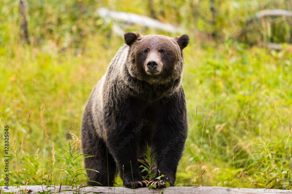 Wild Grizzly Bear in Banff National Park in the Canadian Rocky Mountains